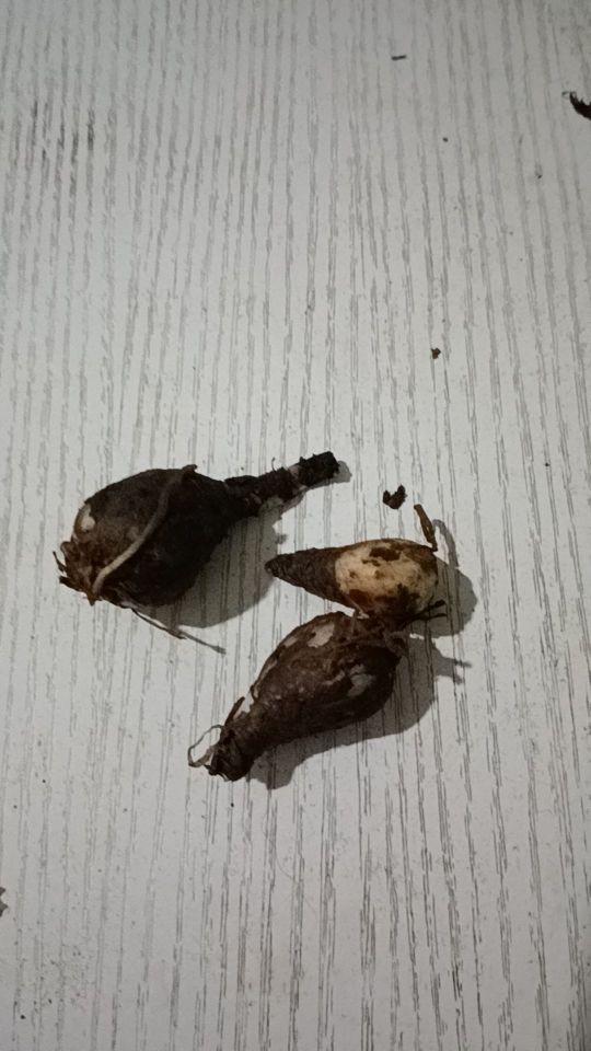 太小,货太差 商品质量:差差差#我在抖音买买买