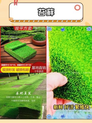 这款人工培育好的鲜活短绒苔藓,铺在鱼缸、假山、盆景、吸水石上真的好看又有意境!#苔藓 #植物微景观 #盆栽造景 #鱼缸造景 #鱼缸