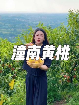 潼南大仑山的黄桃成熟了,现摘现发,也可以到基地采摘#新鲜采摘 #快来一起尝个鲜 #桃子熟了 #农家果园 #美丽姐姐