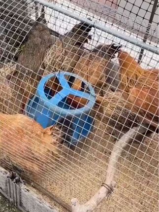 批发成品发酵床垫料养鸡鸭鹅鹌鹑蛇动物分解粪便除臭#发酵床垫料 #养鸡垫料 #家禽养殖 #鸡鸭鹅 #养殖场专用