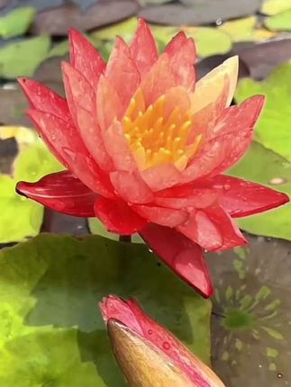 四季睡莲花池塘鱼缸耐寒耐热睡莲根块带花苞大花盆栽水培植物庭院