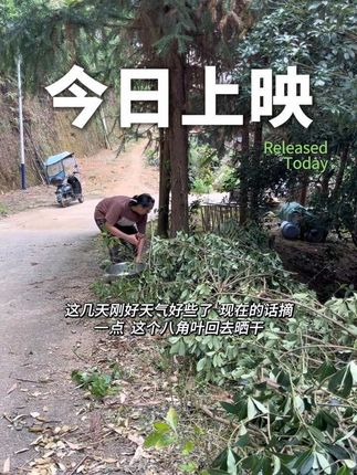 趁这几天天气好摘了点,摘一点八角叶回去晒 也描述一下离婚跟孩子的这些事# #记录生活碎片