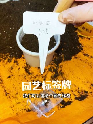 园艺标签牌用铅笔在上面写字,这样就能多次重复利用,给植物插上标签牌,就不担心分不清品种了#园艺标签 #园艺工具 #标签牌 #强烈推荐 #酢浆草