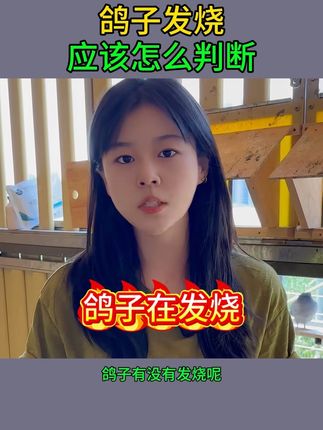 鸽子发烧应该怎么判断?#养鸽人 #信鸽赛鸽 #职业赛鸽 #大体元宝鸽 #肉鸽养殖
