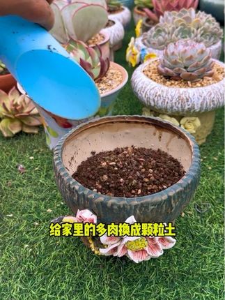 9.9就有12斤多肉颗粒土, 一袋就包邮!#多肉植物 #多肉养护 #花卉绿植 #爱生活爱养花 #创作灵感