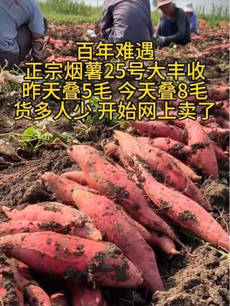 正宗烟薯25号软糯香甜,老人小孩都爱吃#红薯 #优质农产品 #强烈推荐 #特色农产品 #三农流量扶持上热门