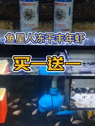 鱼星人冻干丰年虾55%蛋白,5%水分,真正的冻干丰年虾。买一发二!#丰年虾 #冻干丰年虾块
