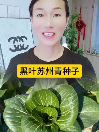 #苏州青种子#上海青##立秋种植的蔬菜