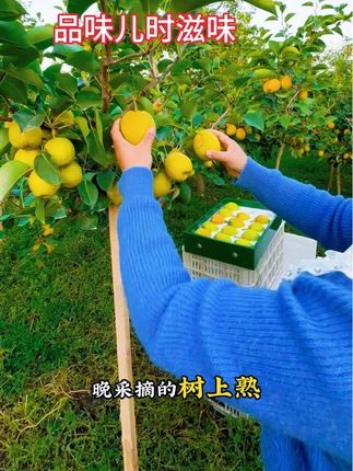 生活很苦,我很甜,每一口都是记忆中的味道, #优质农产品 #新鲜采摘 #酥脆口感 #爆汁 #原创视频