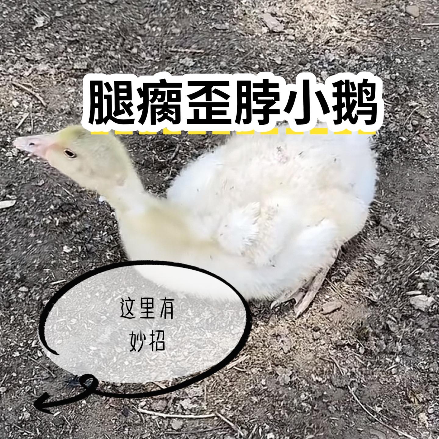 #养殖技术 #科学养殖 #三农养殖 #养殖户 #养殖人