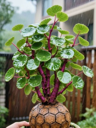 山乌龟金不换植物盆栽红藤圆叶懒人绿植爬藤观叶室内水培阳台客厅#山乌龟#植物 #绿植 #盆景 #盆栽