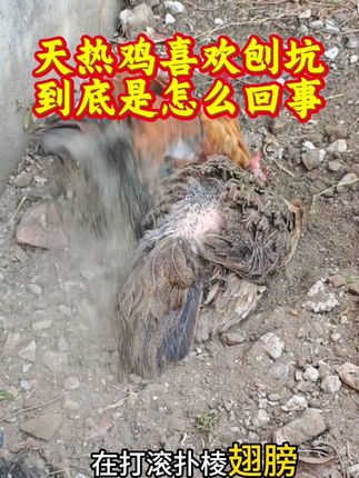 第193集|天热鸡喜欢刨坑,到底是怎么回事 #生态散养土鸡 #养鸡技术 #养鸡人 #新手养鸡 #科学养鸡