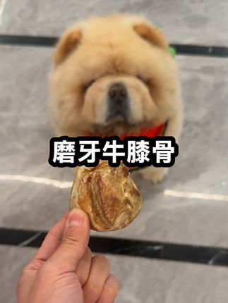 夏天怕狗中暑遛狗时间短,如何消耗精力? #萌宠好物 #萌宠出道计划 #松狮伊万 #狗狗