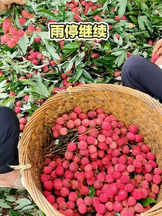 跟时间赛跑雨停继续采摘老树荔枝#荔枝
