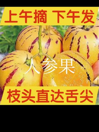 石林人参果树上自然成熟#强烈推荐 #口感特别好 #每日分享 #优质农产品 #抖音推广