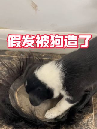 假发被狗叼走还能用吗#假发分离水#假发分离液#假发胶 #假发胶#假发补发