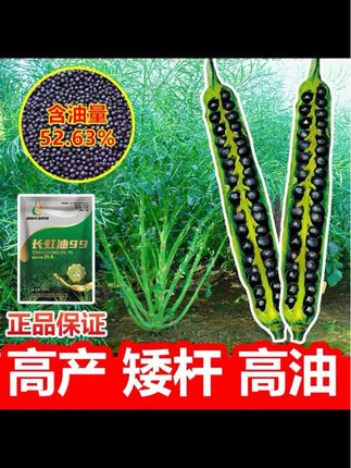 长虹油99 2025年新品油菜种子油菜籽矮杆种黑褐色油菜杂交 #长虹油99 2025年新品油菜种子油菜籽矮杆种黑褐色油菜杂交早熟种#种子推荐 #油菜籽 #农业种植技术 #保证正品