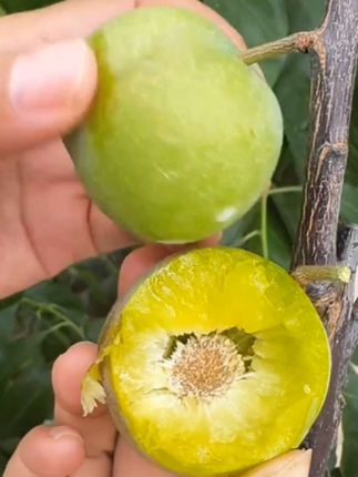 05年青脆脱骨李,现摘现发,脆甜多汁,#新鲜采摘 #应季水果 #青脆脱骨李#李子熟了