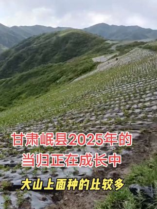 甘肃岷县种植,当归党参黄芪原产地,自产自销#种地人 #记录我的生活 #辛勤劳动者