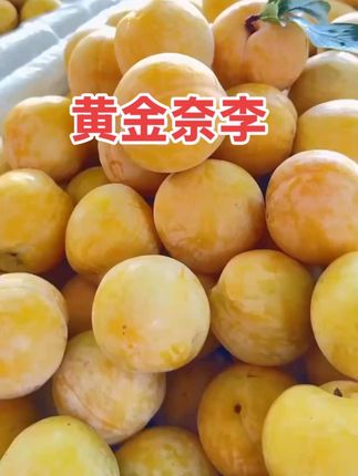 黄金奈李个大饱满、口感脆甜、肉质细腻、果香浓郁、汁水丰富、甜蜜爽口、营养美味,来自大自然的馈赠,快来尝尝吧! #李子 #新鲜应季水果 #吃货 #好吃到停不下来