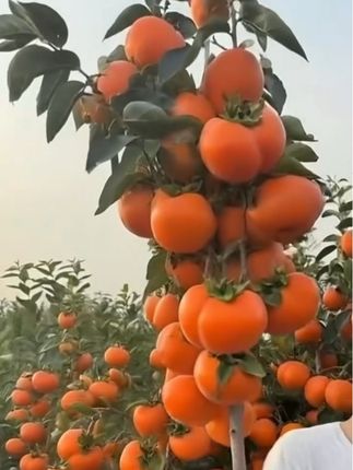 脆甜柿子树苗
