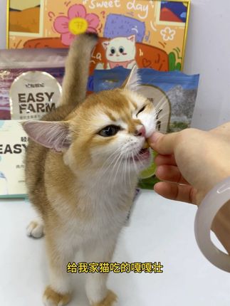 轻松牧场零号冻干全价鲜肉主食,猫粮配料表干净透明,#新手养宠 #养猫新手 #轻松牧场冻干 #轻松牧场 #萌宠推荐官
