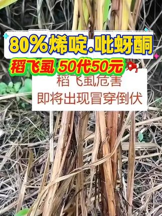 水稻后期稻飞虱防治用烯啶吡蚜酮翻倍打!50代50元一元一代 前期10克一亩地!后期翻倍用到4代!20克一亩地!100大包装前期一代10亩!后期一代5亩!烯啶吡蚜酮!速效性好#农业种植#水稻种植#稻飞虱#烯啶吡蚜酮 #飞虱