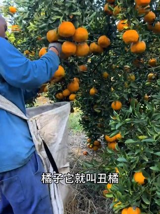 #丑橘树苗#果树苗
