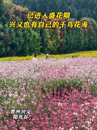 已进入盛花期!兴义也有自己的千鸟花海。 #花海 #旅行推荐官 #浪漫花海 #旅游 #花海遇见你