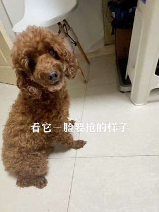 姐姐很淑女弟弟就是个土匪#心眼 #鲜肉肠#猫狗同款#宠物主食#训狗肠