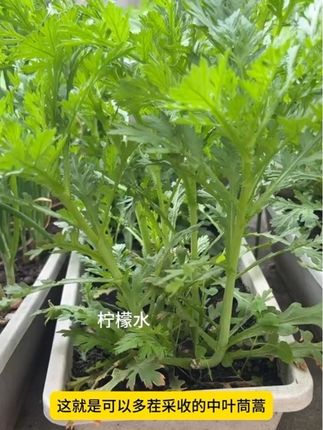 #种植经验分享 #茼蒿种植 #茼蒿种子 #农业种植 #三农