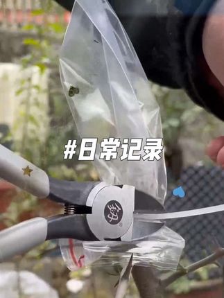 PE嫁接套袋组合嫁接套袋自封袋保温保湿提高成活率透明色#保温#嫁接套袋