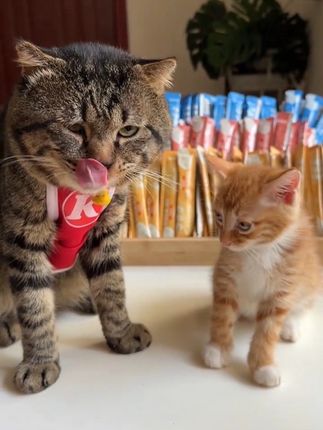 养猫人哪能不国些猫条?我家猫超爱吃这款鲜肉猫条,增肥发腮 补水解馋,工厂直发,性价比很高。#猫条#猫条推荐 #猫零食#萌宠好物 #新手养猫