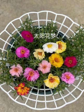 太阳花草莓防倒伏花架#花架#花🌹爱生活爱养花#好物推荐🔥 @DOU+上热门 @DOU+小助手
