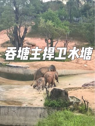 不能在水塘约会,就算是爸爸妈妈也不行#动物世界 #神奇的动物在抖音 #野生动物零距离 #亚洲象 #亚洲象托恩