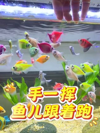 一款营养高又可以和鱼儿增强活动的鱼粮!#鱼粮 #红线虫 #观赏鱼 #小型鱼 #水蚯蚓