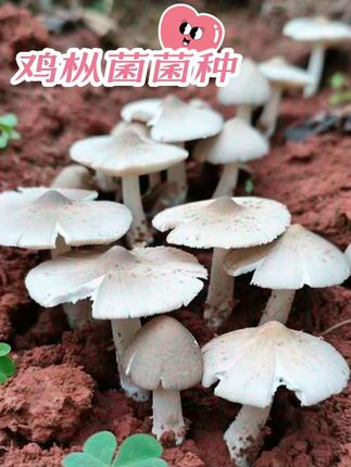鸡枞菌种植! 人工种植云南原种鸡枞菌菌种来啦!室内阳台、室外庭院,甚至野外都能种。新鲜蘑菇现摘现吃,新鲜美味。不管是种菜新手还是老手,都能轻松上手,四季可种,让你随时尝鲜这份来自云南的鲜美!#鸡枞菌种植 #食用菌栽培 #人工种植鸡枞菌#菌子的季节 #鸡纵菌 #抖音助农扶农