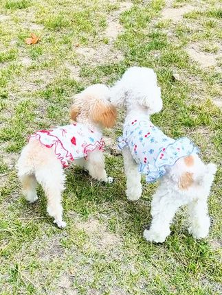 天气越来越热了,给毛孩子安排一件清凉的连衣裙吧!轻薄透气的面料非常适合夏天穿,而且它还是自带凉感的,穿上后让你瞬间降温。快给你家的小可爱买一件试试看吧!#狗狗衣服#萌宠好物 #萌宠推荐官