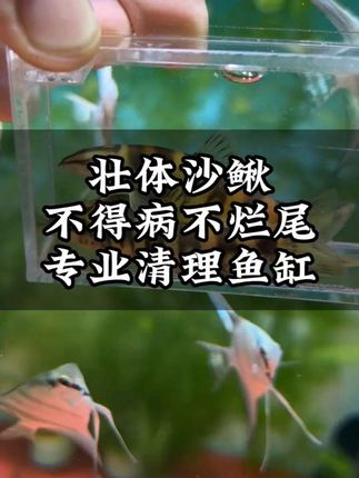 #壮体沙鳅 #鱼缸造景 #养鱼日记 #鱼缸里的大自然 #泥鳅养殖