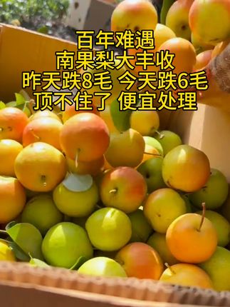 #鞍山南果梨东北特产香甜多汁新鲜水果#优质农产品 #南国梨 #大人孩子都爱吃