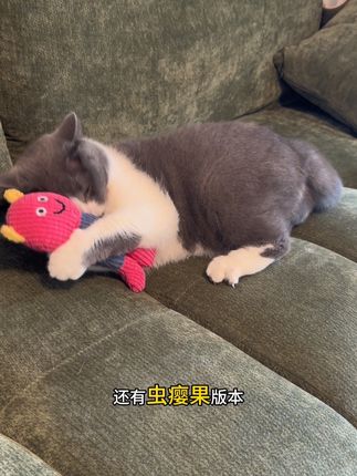 上天堂以后,我的小猫也能跟小伙伴炫耀妈妈曾给它买的阿贝贝了#毛孩子的日常 #宠物vlog #猫咪玩具