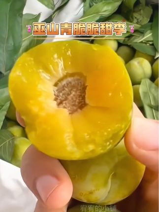 正宗巫山青脆李我的梦中情李!比蜂蜜还甜,比苹果还脆!肉厚饱满,脱骨离核,一口下去脆甜多汁!简直不要太好吃,妥妥的蜂糖李平替啊 #李子熟了 #脆甜多汁 #青脆李 #优质农产品 #新鲜采摘