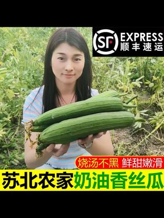 【顺丰】苏北奶油香丝瓜现摘现发棒丝瓜新鲜当季时令蔬菜#奶油丝瓜 #丝瓜 #奶油香丝瓜 #丝瓜种植