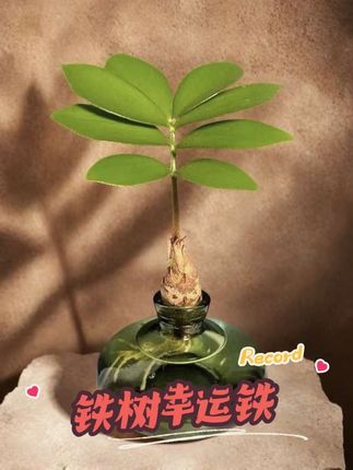 墨西哥铁树四叶草水培植物室内绿植桌摆好养#墨西哥铁树 #桌面盆栽 #绿植盆栽 #室内绿植 #花卉绿植