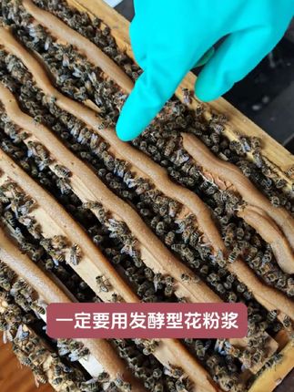秋季繁蜂,用发酵型蜂粮 #蜂粮 #喂蜂饲料 #蜜蜂口粮 #繁蜂口粮 #繁蜂