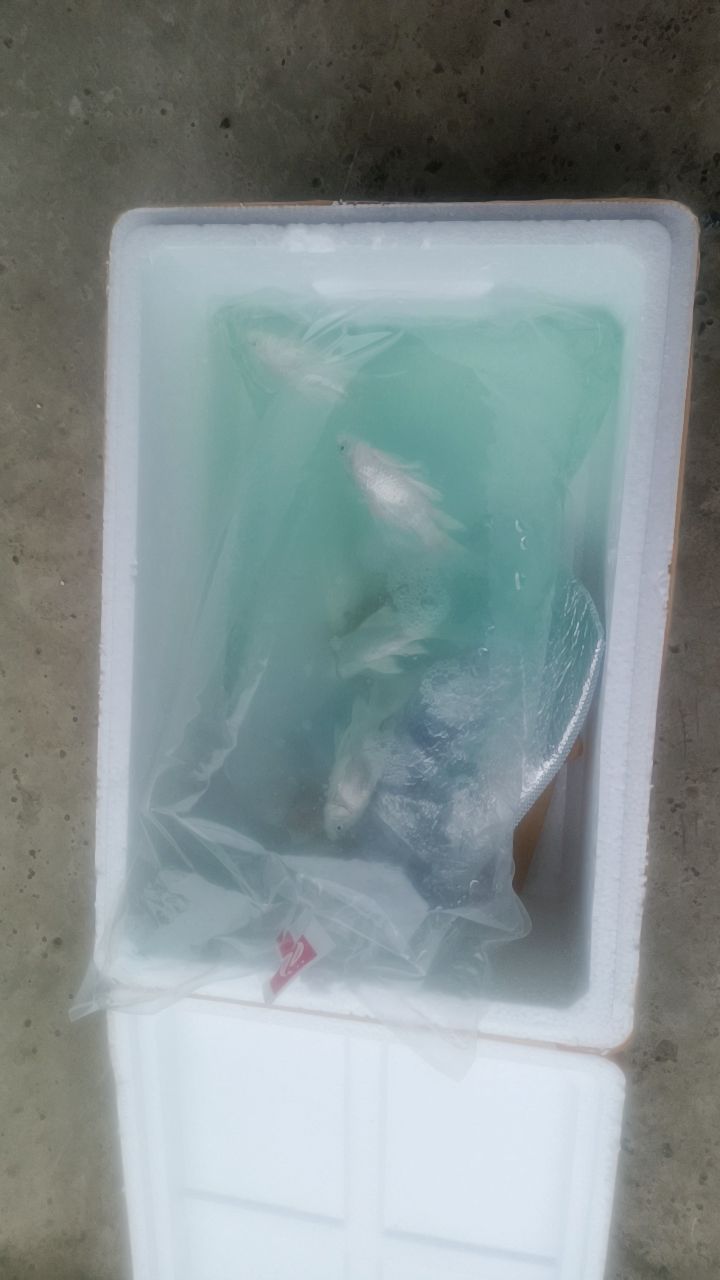 大家不要在这一家买鱼!包装差,态度差我买回来的鱼全部死了也不发,也不退钱!找各种理由推脱责任#我在抖音买买买