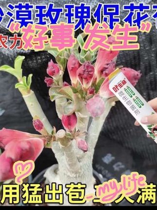 沙漠玫瑰专用药黄叶掉叶枯枝不开花专用绿叶壮苗促开花微生物菌肥#微生物菌肥 #微生物菌肥厂家 #微生物肥料工厂 #促开花肥料 #菌肥水溶肥