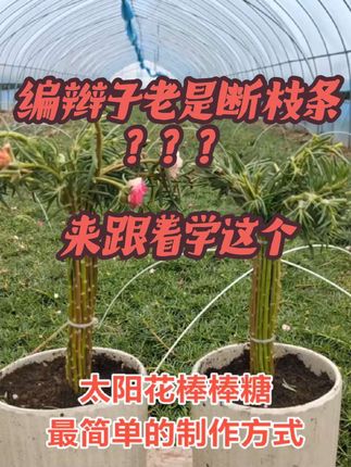 学不会编辫子的花友!来学这个最简单的棒棒糖造型#重瓣太阳花 #太阳花造型 #太阳花棒棒糖