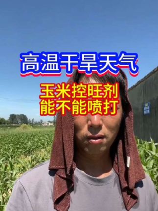 高温干旱天气玉米旱死了,打化控剂有用吗?玉米种植小技巧。#玉米 #玉米高产种植技术#玉米叶面肥金大棒#农业种植 #农业种植技术