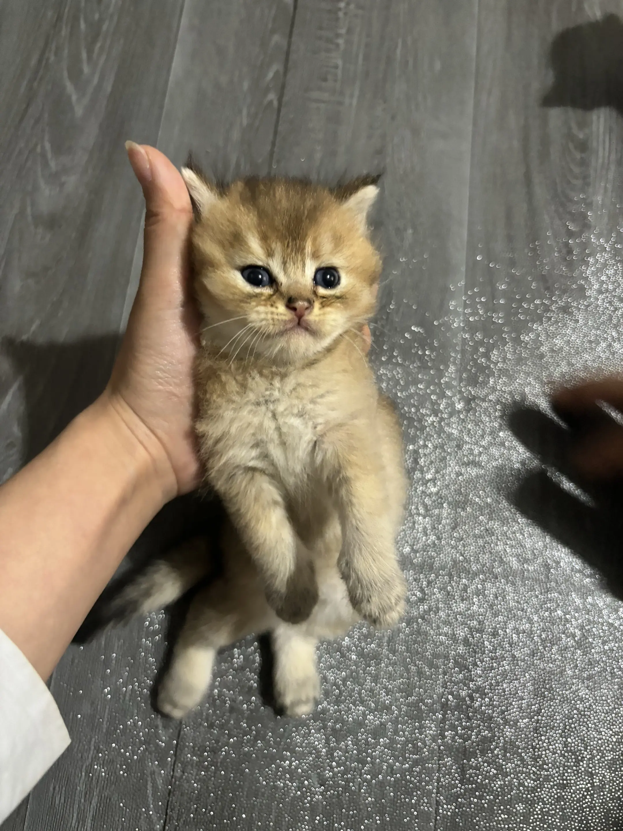 #金渐层幼猫 #小猫宝宝 #这样的小奶猫谁能拒绝 周口出小猫 - 抖音